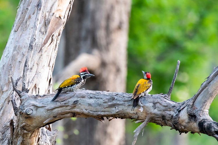 Spechten in Pench Nationaal Park